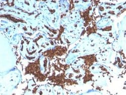 Glycophorin A Rabbit anti-Human, Clone: GYPA/3219R, Novus Biologicals:Antibodies:Primary