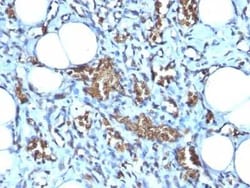 Glycophorin A Antibody (GYPA/280), Novus Biologicals:Antibodies:Primary
