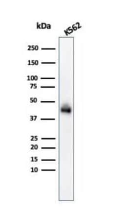 Glycophorin A Antibody (GYPA/280), Novus Biologicals:Antibodies:Primary