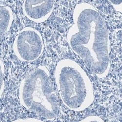 Glycophorin A Antibody, Novus Biologicals:Antibodies:Primary Antibodies