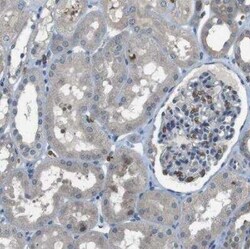 Glycophorin A Antibody, Novus Biologicals:Antibodies:Primary Antibodies