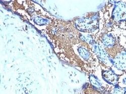 Glycophorin A Antibody (SPM599), Novus Biologicals:Antibodies:Primary Antibodies