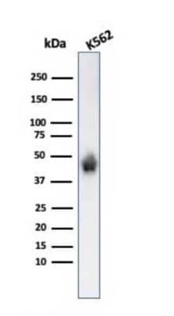 Glycophorin A Antibody (SPM599), Novus Biologicals:Antibodies:Primary Antibodies