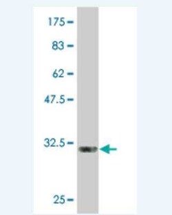 Glycophorin C Antibody (1H3), Novus Biologicals 0.1 mg | Buy Online | Novus Biologicals | Fisher Scientific