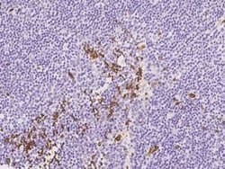 Glycophorin C Antibody, Novus Biologicals:Antibodies:Primary Antibodies