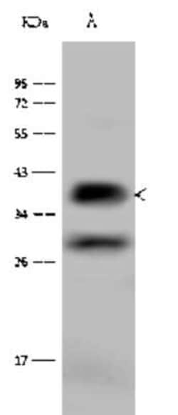 Glycophorin C Antibody, Novus Biologicals 100 &mu;g, Unconjugated:Antibodies,