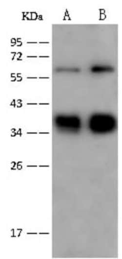 Glycophorin C Antibody, Novus Biologicals:Antibodies:Primary Antibodies
