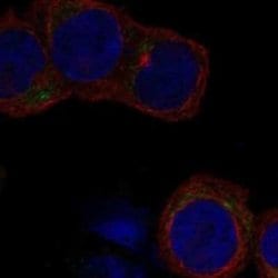 Glycoprotein V/CD42d Rabbit anti-Human, Polyclonal, Novus Biologicals:Antibodies:Primary