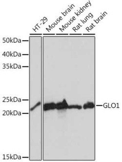 Glyoxalase I Rabbit anti-Human, Mouse, Rat, Clone: 3G6Q1, Novus Biologicals 100 &mu;g | Buy Online | Novus Biologicals | Fisher Scientific