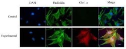 Glyoxalase I Antibody (Glo1a) - Azide and BSA Free, Novus Biologicals 0.1