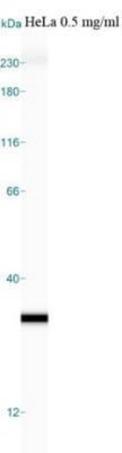 Glyoxalase I Antibody (Glo1a) - Azide and BSA Free, Novus Biologicals 0.1