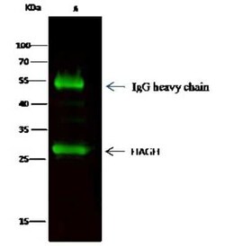 Glyoxalase II/HAGH Antibody, Novus Biologicals:Antibodies:Primary Antibodies