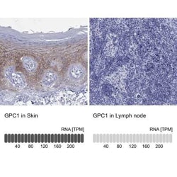Glypican 1 Rabbit anti-Human, Polyclonal, Novus Biologicals:Antibodies:Primary