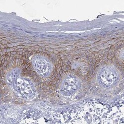 Glypican 1 Rabbit anti-Human, Polyclonal, Novus Biologicals:Antibodies:Primary