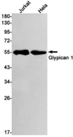 Glypican 1 Antibody (S03-2E8), Novus Biologicals 100 &mu;g; Unconjugated:Antibodies,
