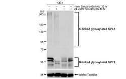 Glypican 1 Antibody, Novus Biologicals 100 &mu;g | Buy Online | Novus Biologicals | Fisher Scientific