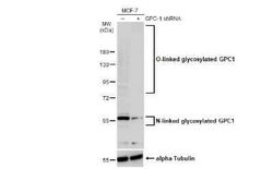 Glypican 1 Antibody, Novus Biologicals 100 &mu;g | Buy Online | Novus Biologicals | Fisher Scientific