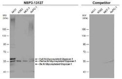 Glypican 1 Antibody, Novus Biologicals 100 &mu;g | Buy Online | Novus Biologicals | Fisher Scientific