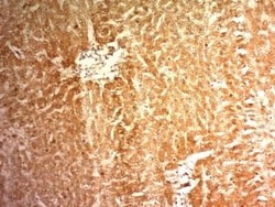 Glypican 3 Antibody (1G12), Novus Biologicals 0.1mg; Unlabeled:Antibodies,