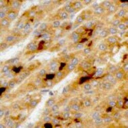 Glypican 3 Antibody (1G12), Novus Biologicals 0.1mg; Unlabeled:Antibodies,
