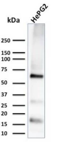 Glypican 3 Antibody (1G12), Novus Biologicals 0.1mg; Unlabeled:Antibodies,