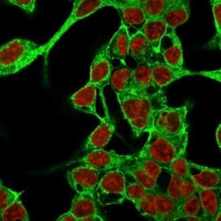 Glypican 3 Antibody (GPC3/863), Novus Biologicals 0.02mg; Unlabeled:Antibodies,