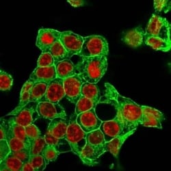 Glypican 3 Antibody (rGPC3/863), Novus Biologicals 20&mu;g; Unlabeled:Antibodies,