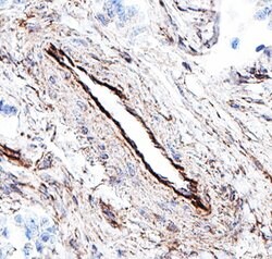 Human/Mouse/Rat Glypican 1 Antibody, R D Systems 100 μg; Unconjugated:Antibodies,