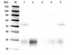 Goat anti-Rabbit IgG F(ab')2 Secondary Antibody, Novus Biologicals™
