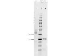Goat F(ab) anti-Mouse IgG (H+L) Secondary Antibody, Novus Biologicals 1