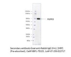 Goat anti-Rabbit IgG (H+L) Secondary Antibody, HRP (Pre-adsorbed), Novus