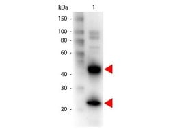 Goat anti-Armenian Hamster IgG (H+L) Secondary Antibody, Biotin, Novus Biologicals&trade;