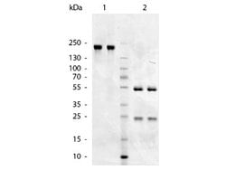 Goat anti-Chicken IgM Heavy Chain Secondary Antibody, Novus Biologicals 1 mg | Buy Online | Novus Biologicals | Fisher Scientific