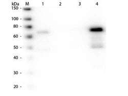 Goat anti-Chicken IgM Heavy Chain Secondary Antibody, Novus Biologicals&trade;