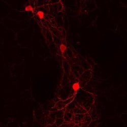 Goat anti-Guinea Pig IgG (H+L) Secondary Antibody, DyLight 594 (Pre-adsorbed),