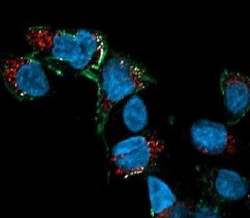 Goat anti-Human IgG Fc Secondary Antibody, DyLight 488, Novus Biologicals&trade;