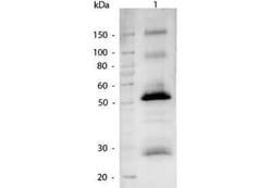 Goat anti-Human IgG (H+L) Secondary Antibody, Alkaline Phosphatase, Novus Biologicals 1 mg | Buy Online | Novus Biologicals | Fisher Scientific