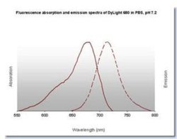 Goat anti-Human IgM Heavy Chain Secondary Antibody, Novus Biologicals 1mg:Antibodies,