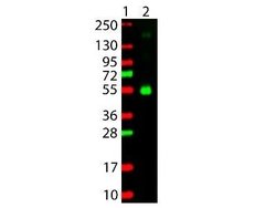 Goat anti-Monkey IgG Heavy Chain Secondary Antibody, Novus Biologicals