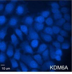 Goat anti-Mouse IgG1 Heavy Chain Secondary Antibody, DyLight 405, Novus