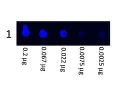 Goat anti-Porcine IgG (H+L) Secondary Antibody, FITC, Novus Biologicals