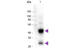 Goat anti-Porcine IgG (H+L) Secondary Antibody, HRP, Novus Biologicals