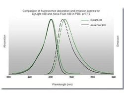 Goat anti-Rabbit IgG Fc Secondary Antibody, Novus Biologicals 2mg:Antibodies,