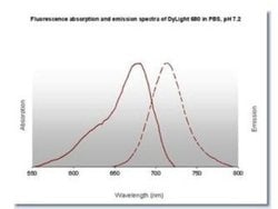 Goat anti-Rabbit IgG Fc Secondary Antibody, Novus Biologicals 2mg:Antibodies,