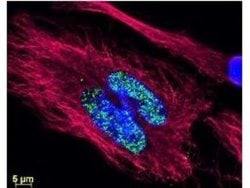 Goat anti-Rabbit IgG Fc Secondary Antibody, Novus Biologicals 2mg:Antibodies,