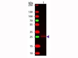 Goat anti-Rabbit IgG Fc Secondary Antibody, Novus Biologicals 2mg:Antibodies,