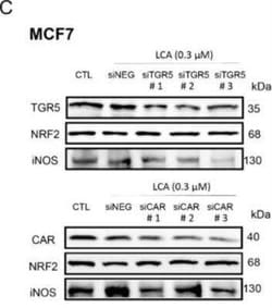 Goat anti-Rabbit IgG (H+L) Secondary Antibody (Pre-adsorbed), Novus Biologicals&trade;