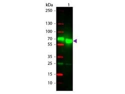Goat anti-Rat IgA Heavy Chain Secondary Antibody, Novus Biologicals&trade;