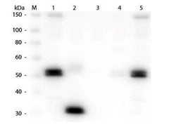 Goat anti-Rat IgG Fc Secondary Antibody, Biotin, Novus Biologicals&trade;
