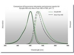 Goat anti-Rat IgM Heavy Chain Secondary Antibody, Novus Biologicals 1mg:Antibodies,